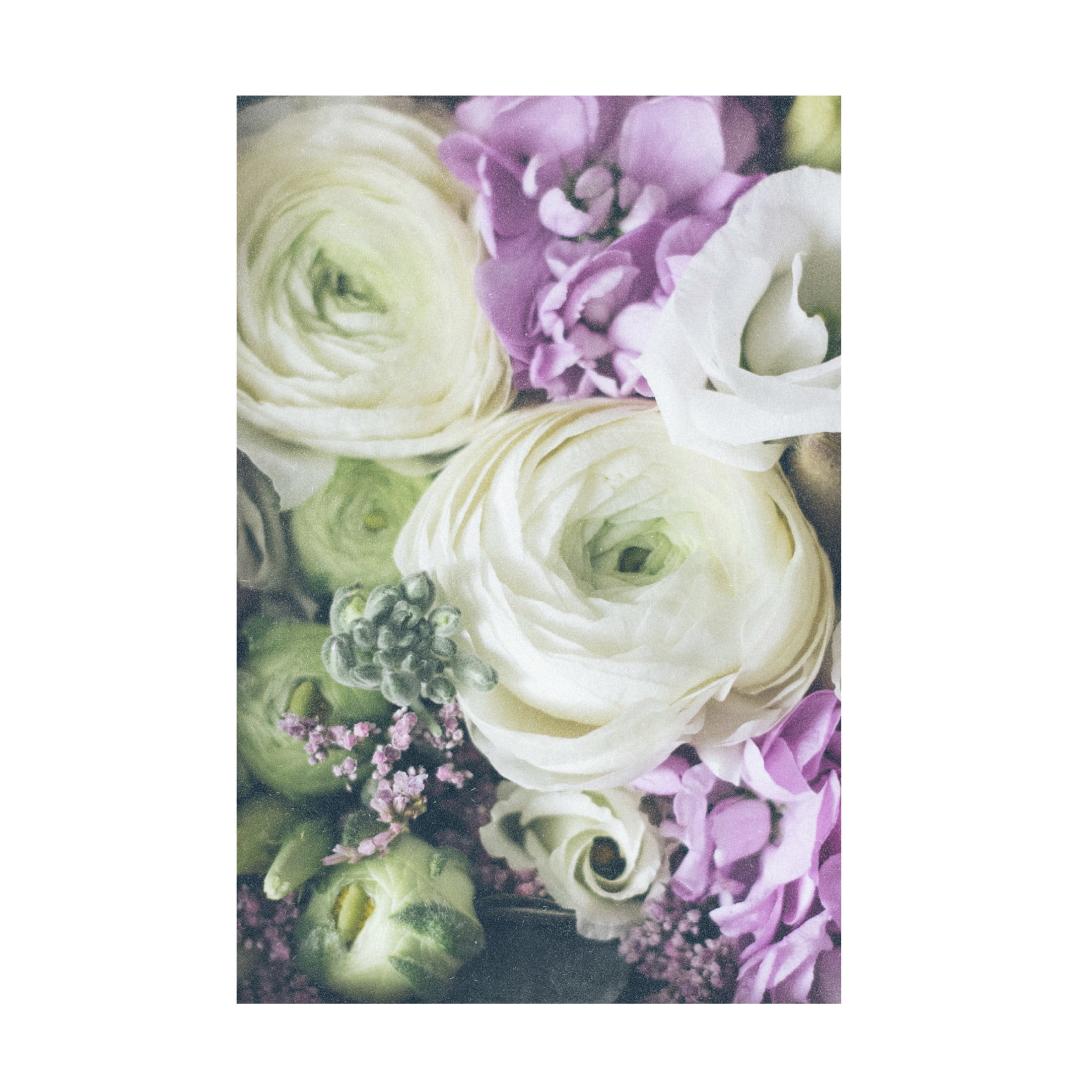 Trademark Fine Art uplusmestudio Lovely Ranunculus Canvas Wall Art