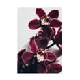 thumbnail image 1 of Trademark Fine Art uplusmestudio Velvet Orchid Canvas Wall Art, 1 of 4