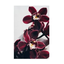 Trademark Fine Art uplusmestudio Velvet Orchid Canvas Wall Art