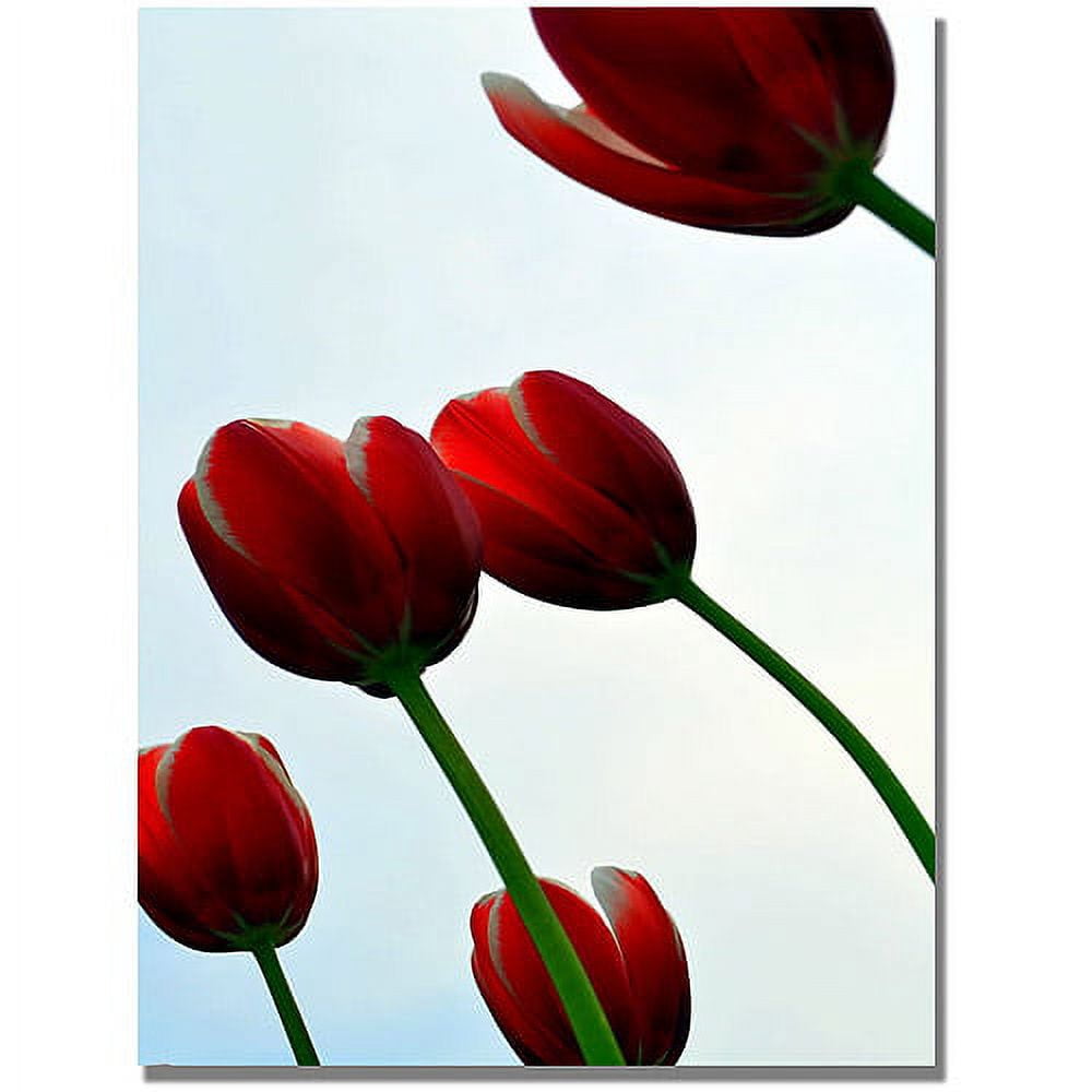 Trademark Global Michelle Calkins "Red Tulips from the Bottom Up" Canvas Art, 47" x 30"
