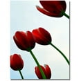 thumbnail image 1 of Trademark Global Michelle Calkins "Red Tulips from the Bottom Up" Canvas Art, 47" x 30", 1 of 3