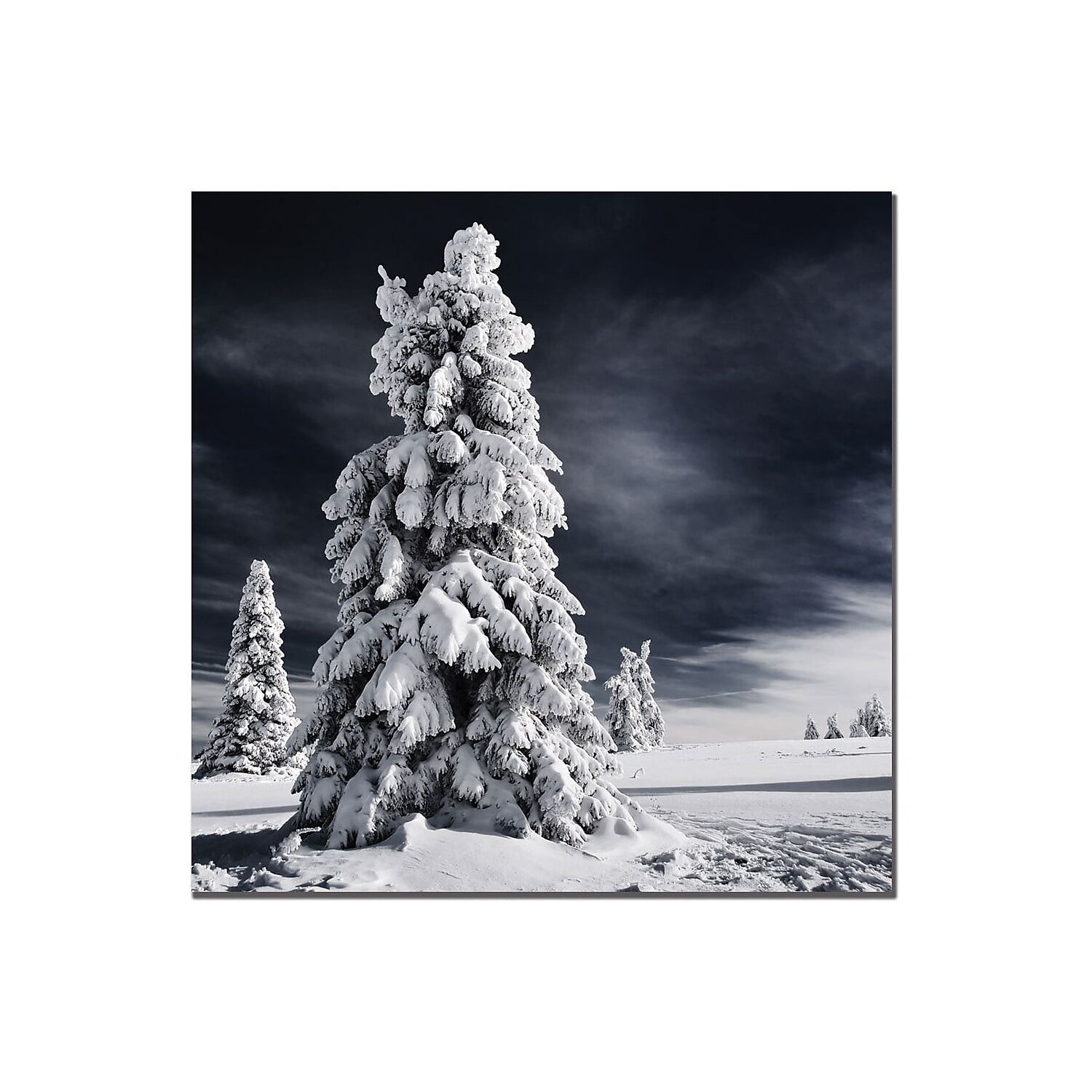 Trademark Global Philippe Sainte Laudy "White Ink" Canvas Art 24" x 24" (PSL036-C2424GG)