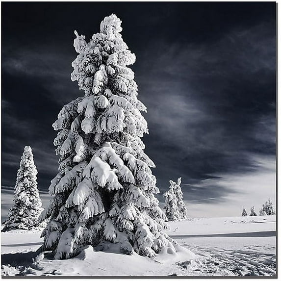 Trademark Global Philippe Sainte Laudy 'White Ink' Canvas Art, 35' x 35'