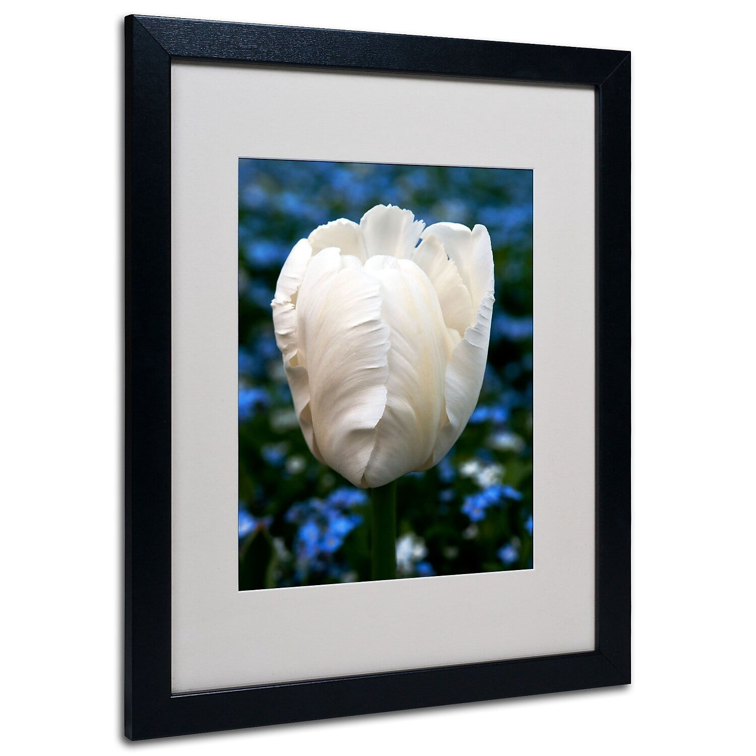 Trademark Kurt Shaffer "Parrot Tulip" Art White Matte With Black Frame 16" x 20" (KS533-B1620MF)