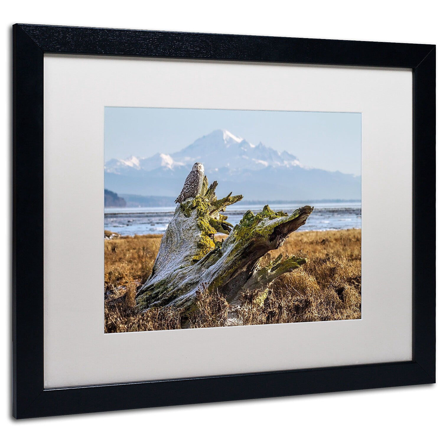 Trademark Pierre Leclerc "Snowy Owl" Art White Matte W/Black Frame 16" x 20" (PL0143-B1620MF)