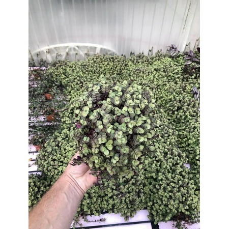Tradescantia Bolivian Gold Live Plant, 1 Count