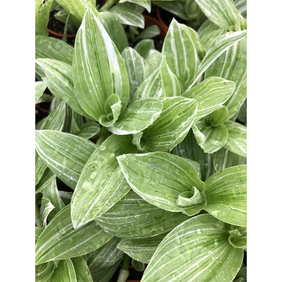Tradescantia Flumensis ~ Variegated White and Green Wandering Jew