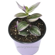 Tradescantia Fluminensis Nanouk Tricolor, Nanouk Tricolor - Pot Size: 4" - Houseplants, Plants