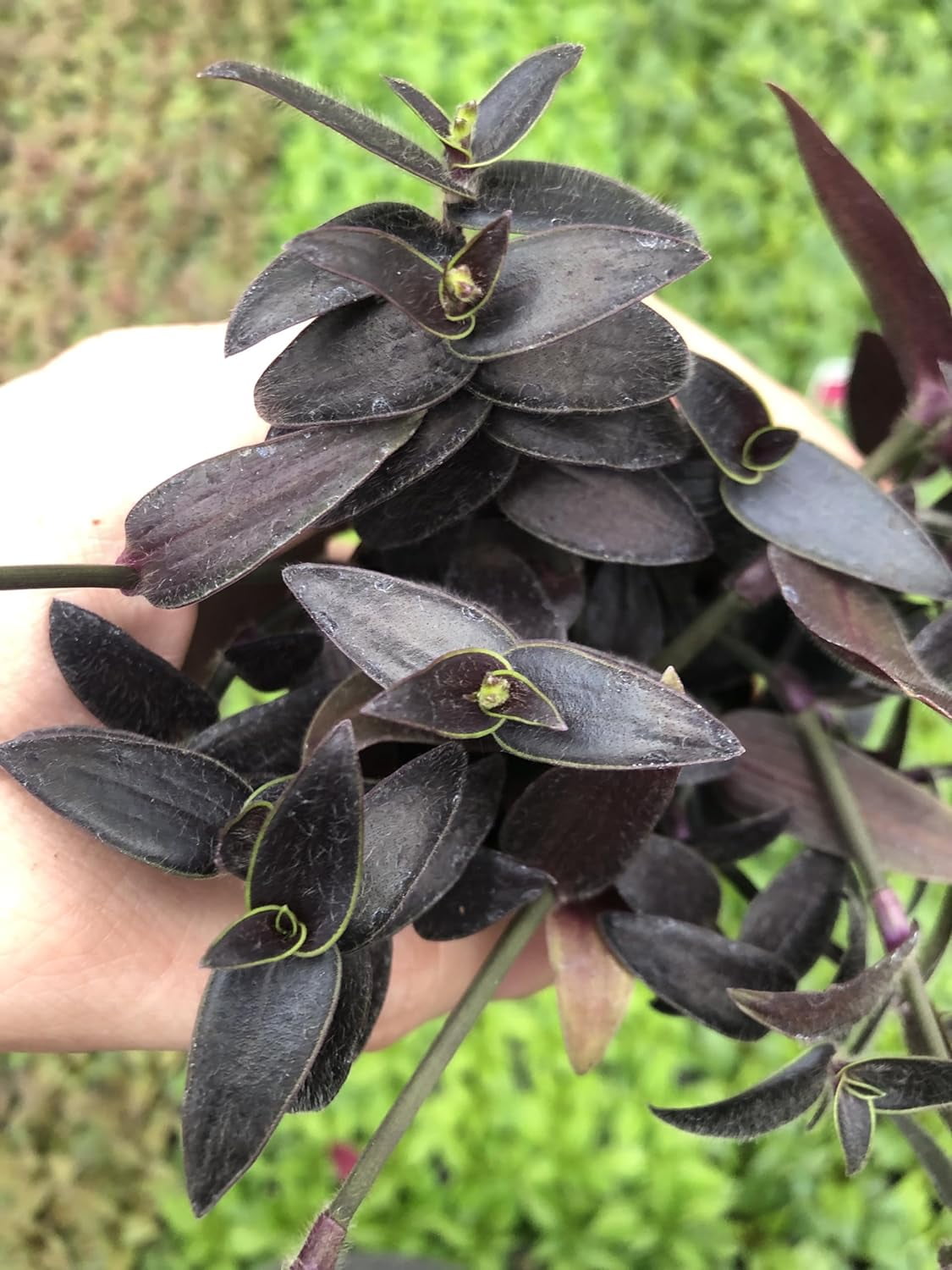 Tradescantia Jose Puig ~ Purple and neon Green Wandering Jew