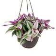 thumbnail image 1 of Tradescantia Nanouk (4" Grower Pot) - Fantasy Venice - Live Colorful Foliage Houseplant - Trailing and Climbing Houseplant for Home Office, 1 of 10