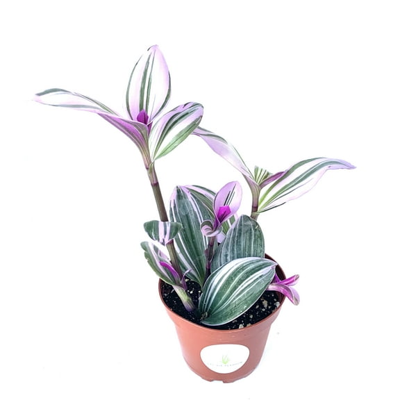 Tradescantia Nanouk Pink Houseplants, 4" Pot