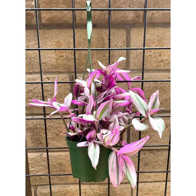 Tradescantia Nanouk Pink Houseplants Live Potted Houseplants in 6