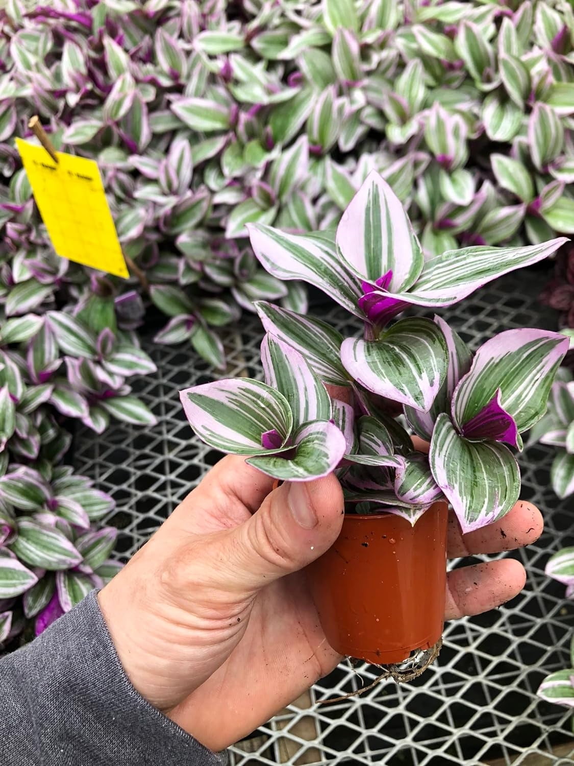 Tradescantia Nanouk ~ Pink Wandering Jew ~ Live Plant ~ Designer Plant