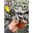 thumbnail image 1 of Tradescantia Nanouk ~ Pink Wandering Jew ~ Live Plant ~ Designer Plant, 1 of 2