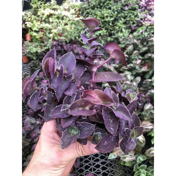 Tradescantia Pale Puma ~ Easy Purple houseplant