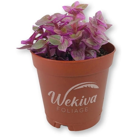 Tradescantia Pink Panther Wandering Jew - 4 Live Plants in 2 Inch Pots - Callisia Repens - Rare and Elegant Indoor Houseplant