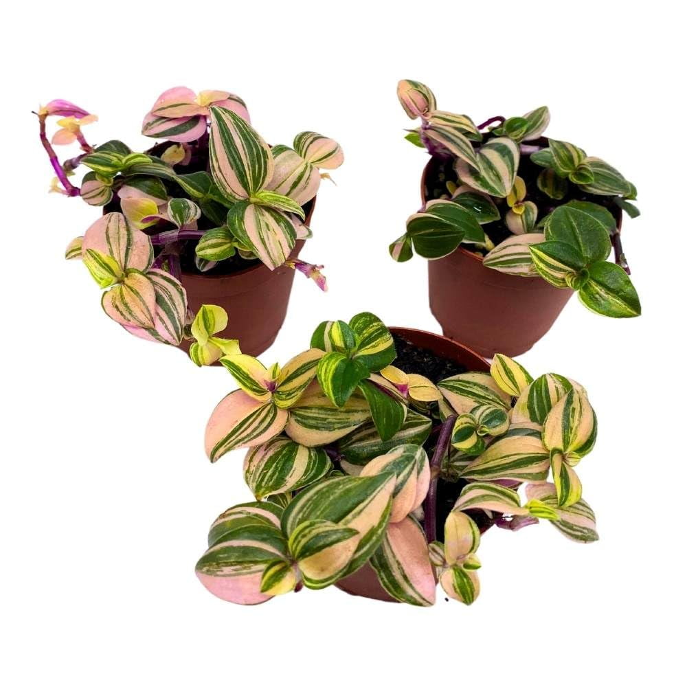 Tradescantia Quadricolor Zebrina Pendula Wandering Dude, 2 inch Set of 3, Tiny Mini Pixie Plant