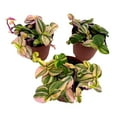 thumbnail image 1 of Tradescantia Quadricolor Zebrina Pendula Wandering Dude, 2 inch Set of 3, Tiny Mini Pixie Plant, 1 of 6