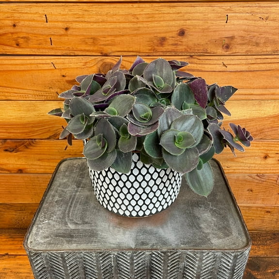 Tradescantia Sillamontana Purple Teddy Bear Vine, 6" Plant, The Plant Farm