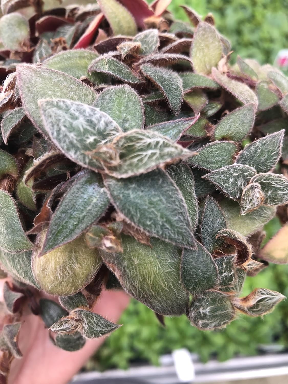 Tradescantia Teddy Bear Vine ~ Fuzzy Wandering Jew ~ Live houseplant ...