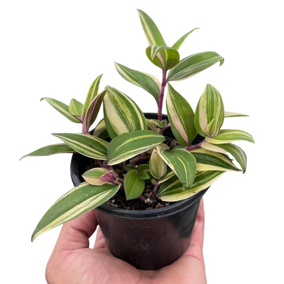 Tradescantia 'Tricolor', 4" Pot, Indoor Houseplant, Easy Care, Live Plant for Indoor & Outdoor