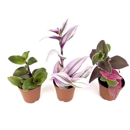 Tradescantia Trio 3 Pack Assorted Houseplants 3 Varieties, 2" Pots