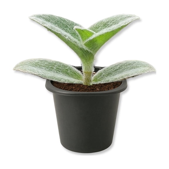 Tradescantia Velvet - Wandering Jew - 1 Live Starter Plant - Tradescantia Sillamontana - Elegant Textured Tropical Indoor Trailing Vine with Fuzzy Foliage