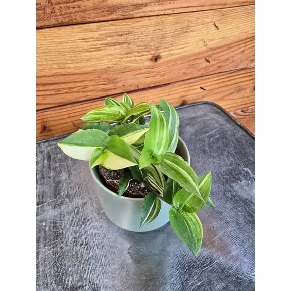 Tradescantia Zebrina Green and Yellow, 2" Plant