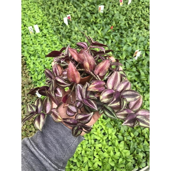 Tradescantia Zebrina Mini Live Plant  Easy Care Houseplant for Home or Office