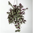 thumbnail image 1 of Tradescantia Zebrina Plant Live for Planting, Purple Wandering Jew Live Plant 2 Inch Pot, Tradescantia Live Plant, 1 of 8