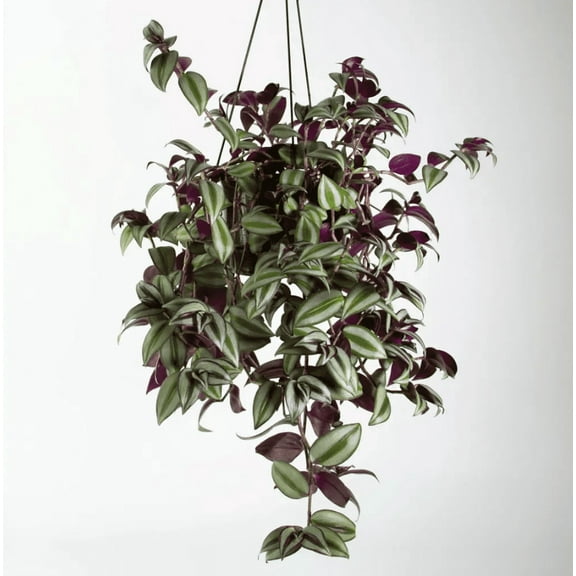 Tradescantia Zebrina Plant Live for Planting, Purple Wandering Jew Live Plant 2 Inch Pot, Tradescantia Live Plant
