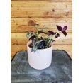 thumbnail image 1 of Tradescantia Zebrina Purple, 4" Plant, The Plant Farm, 1 of 3