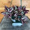 thumbnail image 1 of Tradescantia Zebrina Purple, 6" Plant, The Plant Farm, 1 of 2