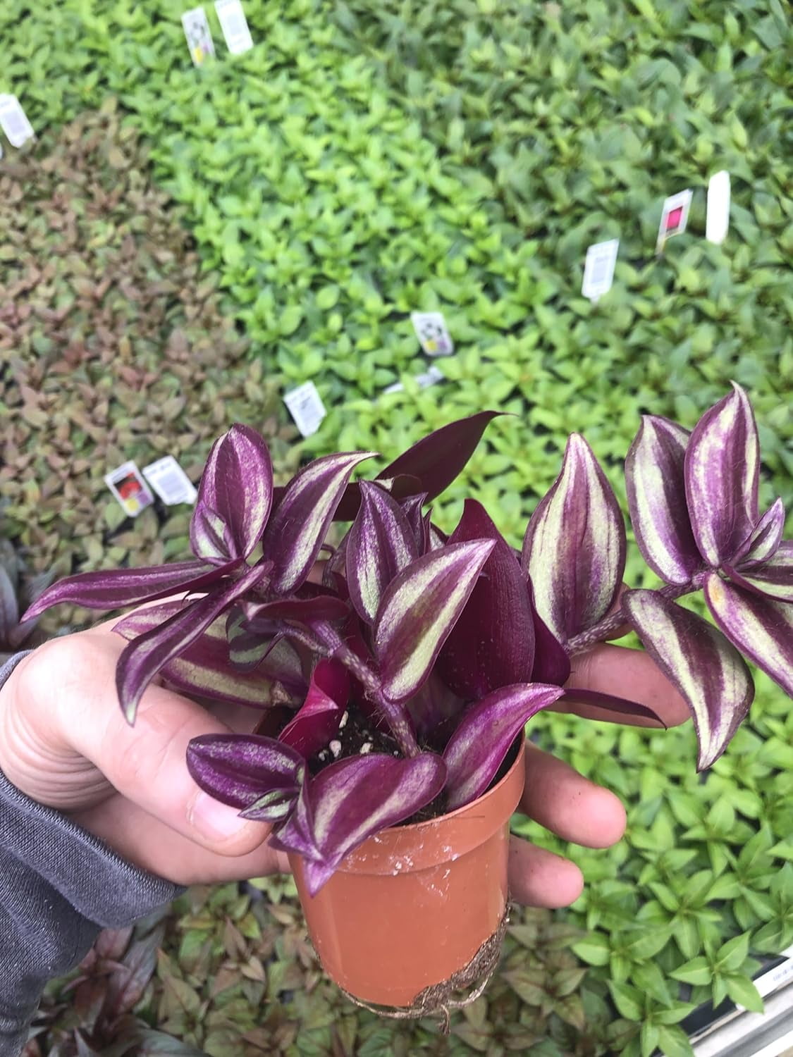 Tradescantia Zebrina ~ Purple Wandering Jew ~ Easy Live houseplant for Home and Office