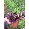 thumbnail image 1 of Tradescantia Zebrina ~ Purple Wandering Jew ~ Easy Live houseplant for Home and Office, 1 of 1