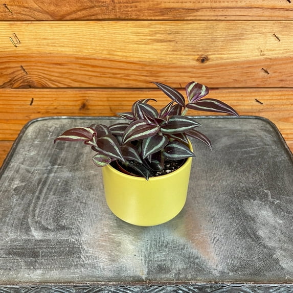Tradescantia Zebrina Red Mini, 2" Plant, The Plant Farm