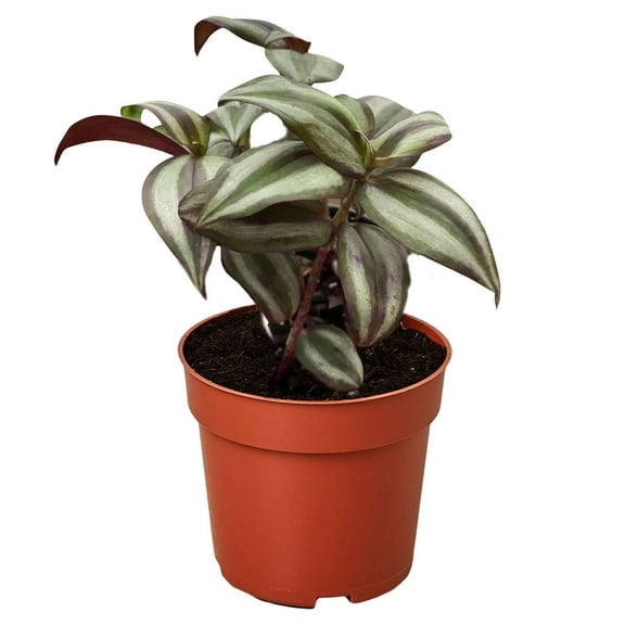 Tradescantia Zebrina Wandering Dude Live Plant for Indoor | Different Houseplants in 4'' & 6'' Pot | Real House Plant for Living Room, Office, Desk & Bathroom | Zebra Silver