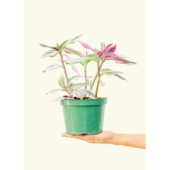 Tradescantia albiflora 'Nanouk' Live Green Plant in 6" Pot