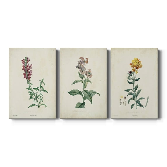 Traditional Botanical I Premium Gallery Wrapped Canvas - Ready to Hang - 8 x 12 Each