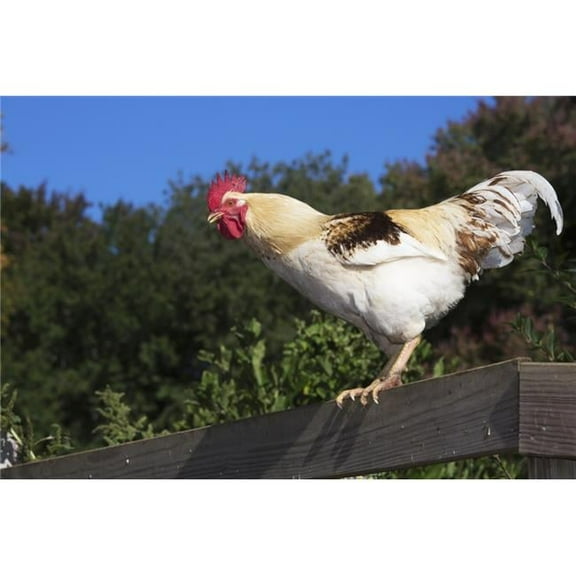 Traditional Poster Print - 38 x 24 in. - Large