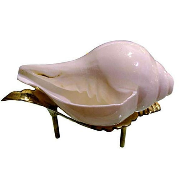 Traditional Vamavarti Blowing Conch Shank Small Size, 8-9 cm, White By Indian Collectible