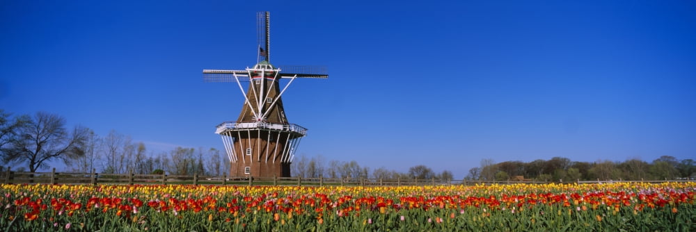 Traditional windmill in a tulip field Holland Michigan USA Canvas Art - Panoramic Images (6 x 18)