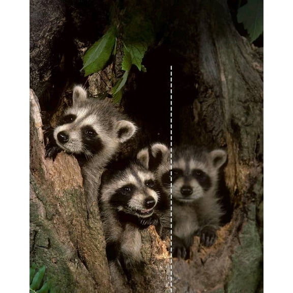 Trail Camera,4K 48MP Game Camera with 8 Batteries&32GB Card,Trail Cameras with Night Vision Motion Activated Waterproof IP66, 120 Detection Angle,2.0Screen Trail Cam for Wildlife Monitoring$$Other