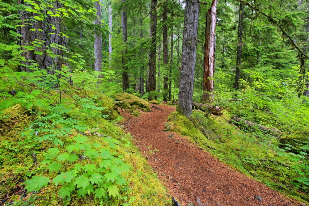 Trail To Proxy Falls In Willamette National Forest Oregon United States of America Canvas Art - Craig Tuttle Design Pics (19 x 12)