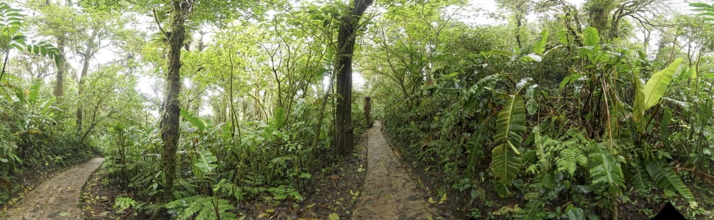 Trail at Monte Verde Cloud Forest Costa Rica Canvas Art - Panoramic Images (27 x 9)