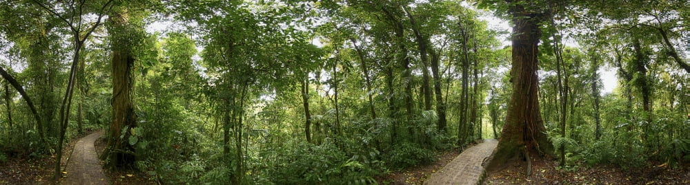 Trail at Monte Verde Cloud Forest Costa Rica Canvas Art - Panoramic Images (36 x 12)