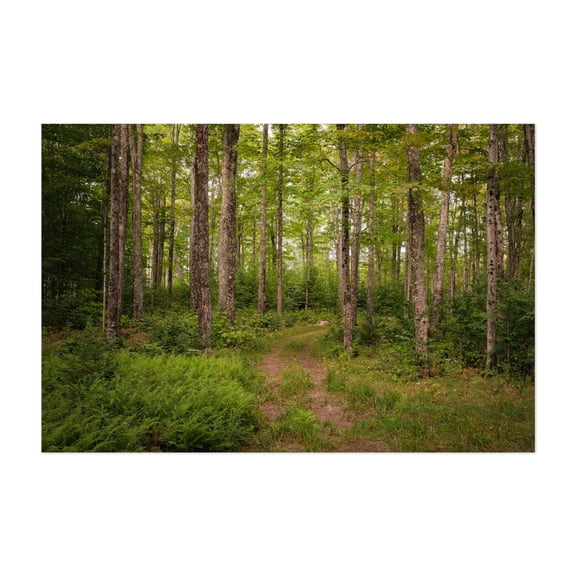 Trail in Burke - Burke Vermont Photography Forest Woods Nature Scenic Wilderness Woodland Rural Unframed Wall Art Print 24 x 36 inches