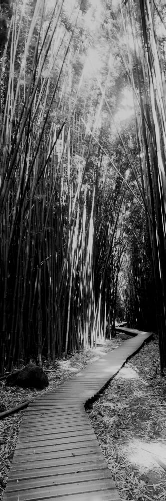 Trail in a bamboo forest Hana Coast Maui Hawaii USA Canvas Art - Panoramic Images (12 x 36)