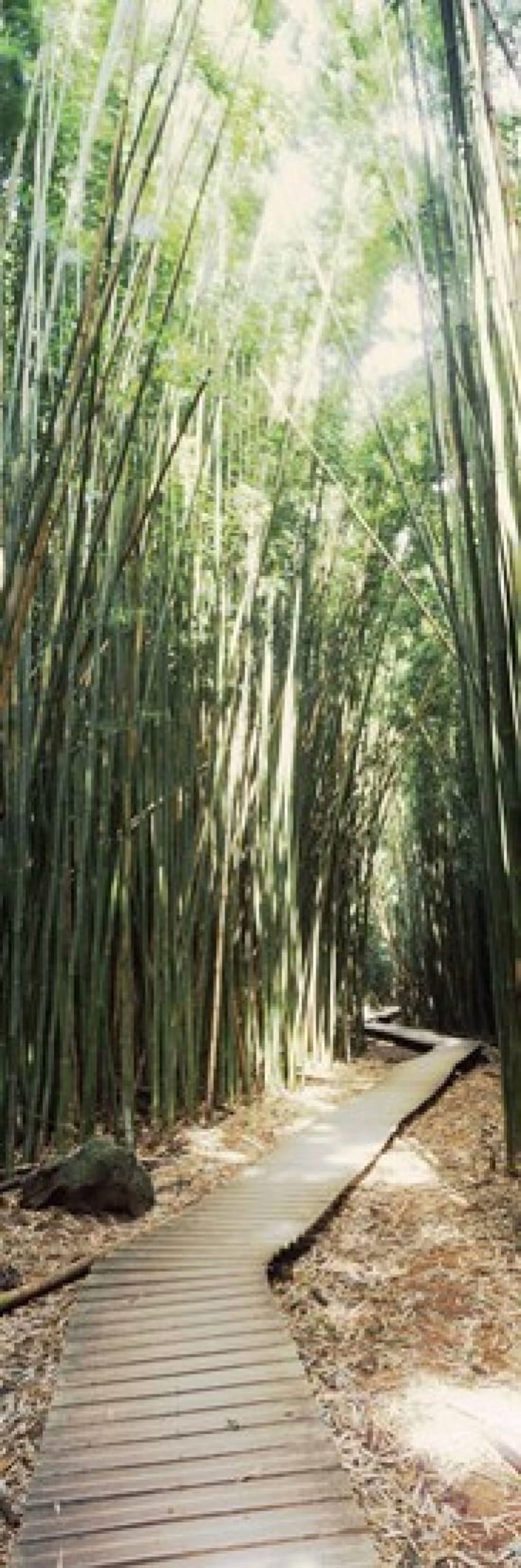Trail in a bamboo forest Hana Coast Maui Hawaii USA Canvas Art - Panoramic Images (36 x 12)