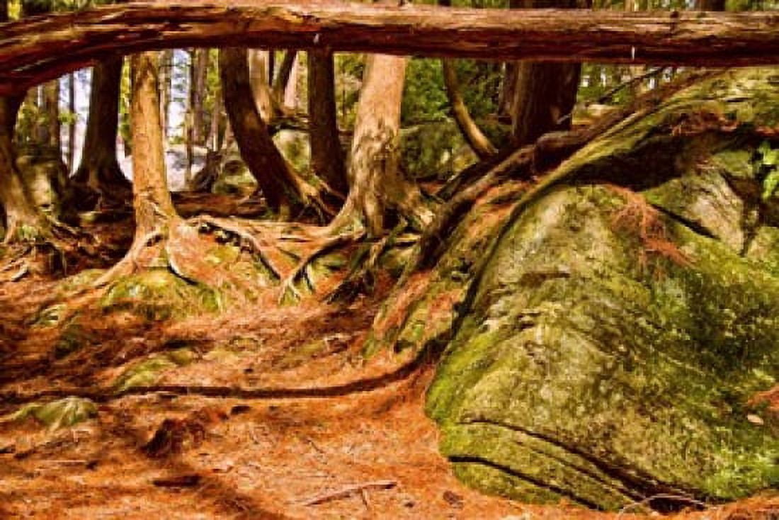 Trail in a forest Muskoka Ontario Canada Canvas Art - Panoramic Images (36 x 24)
